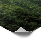 Poster Paysage forestier de pins brumeux (Coin)