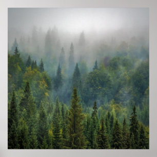 Poster Paysage forestier de pins brumeux