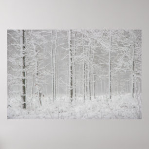 Poster Paysage forestier d'hiver avec des arbres d'hiver