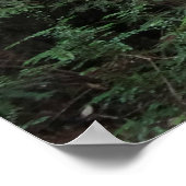 Poster Paysage forestier du ruisseau de Muir Woods (Coin)