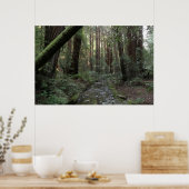 Poster Paysage forestier du ruisseau de Muir Woods (Cuisine)