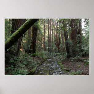 Poster Paysage forestier du ruisseau de Muir Woods