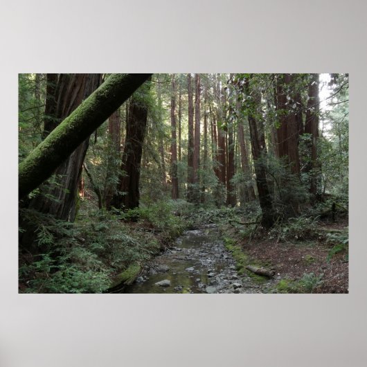 Poster Paysage forestier du ruisseau de Muir Woods (Devant)