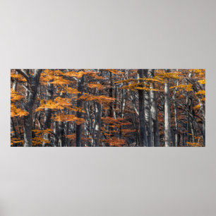 Poster Paysage forestier panoramique, ushuaia, argentine