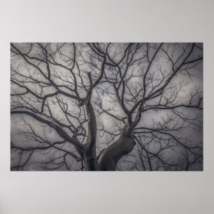 Poster Paysage forêt ceiba arbre, guayaquil, équateur