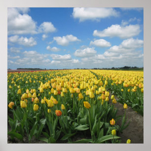 Poster Paysage jaune de tulipes