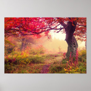 Poster Paysage Majestueux Avec Arbres D'Automne En Forêt