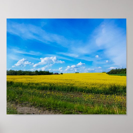 Poster Paysage naturel Champ de canola rural Biélorussie (Devant)