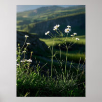 Paysage naturel de la marguerite blanche