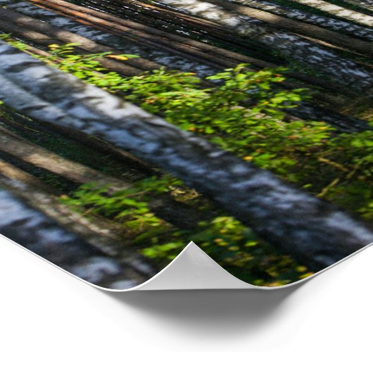 Poster Paysage naturel Paysage Forêt Birch Trees (Coin)