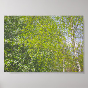 Poster Paysage naturel Paysage rural Birch Trees 