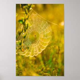 Poster Paysage naturel Spiderweb Spiderweb Soleil