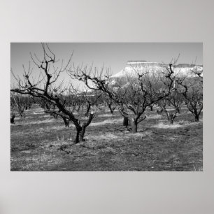 Poster Paysage noir et blanc de ressort d'affiche de