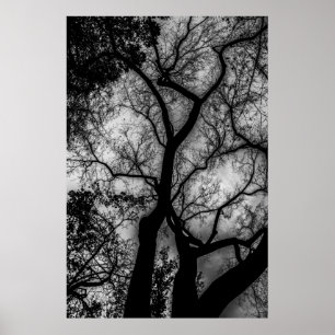 Poster Paysage Photo Arbre Noir et Blanc