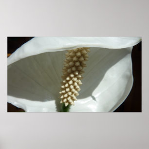 Poster Peace Lily Élégante Flore Blanche