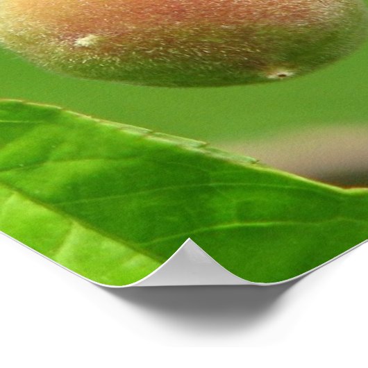 Poster Peach Fuzz (Coin)