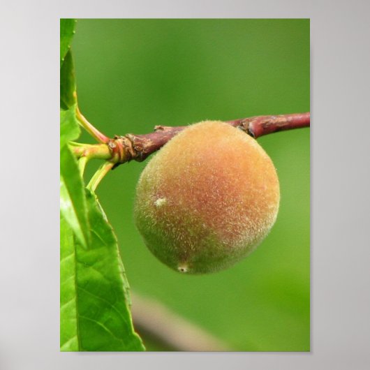 Poster Peach Fuzz (Devant)