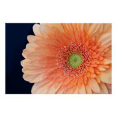 Poster Peach Gerbera (Devant)