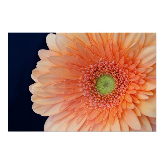 Poster Peach Gerbera (Devant)