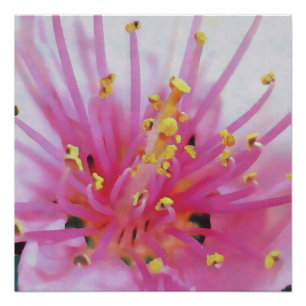 Poster Peach Pink Pollen Macro Art Abstrait