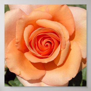 Poster Peach Rose