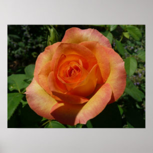 Poster Peach Rose Orange Floral Photographie