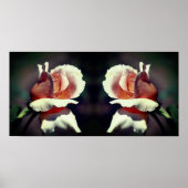 Poster Peach Rosebud Flower Close Up Mirror Abstrait (Devant)