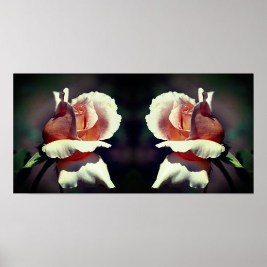 Poster Peach Rosebud Flower Close Up Mirror Abstrait (Devant)