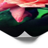 Poster Peach Rosebud Trio (Coin)