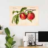 Poster Peaches (Prunus Persica) par Royal Charles Steadma (Bureau à domicile)