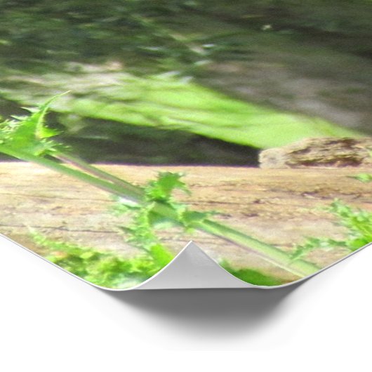 Poster - Peacock (Coin)