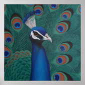 Poster Peacock (Devant)