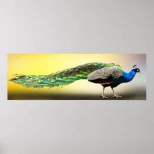 Poster Peacock