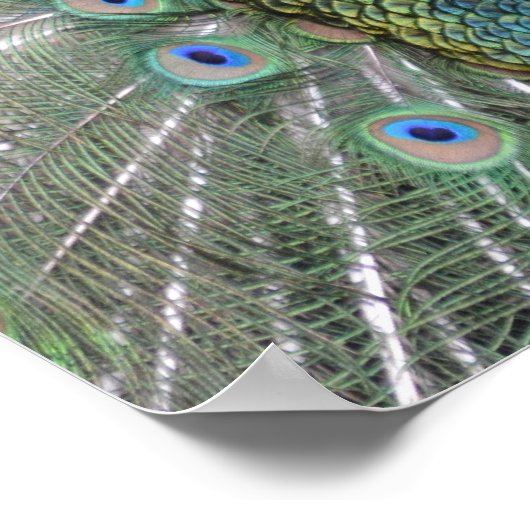 Poster Peacock (Coin)