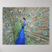 Poster Peacock (Devant)