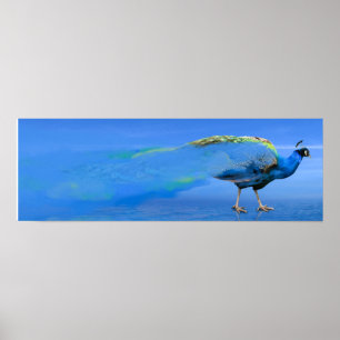 Poster Peacock