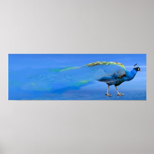 Poster Peacock (Devant)