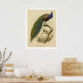 Poster Peacock (Keuken)