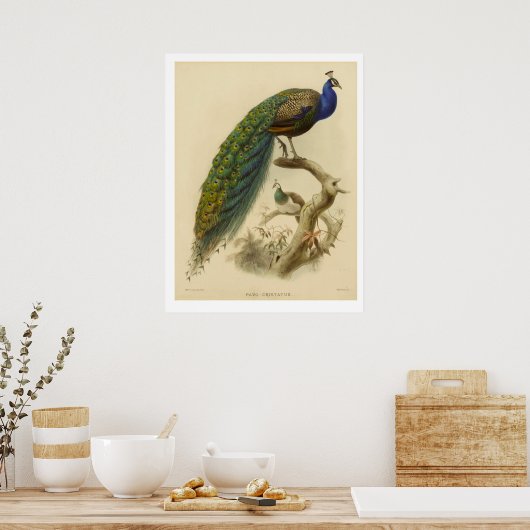 Poster Peacock (Keuken)