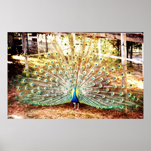 Poster Peacock (Devant)