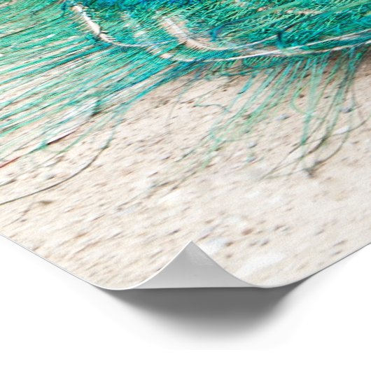 Poster Peacock (Coin)