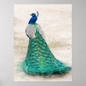 Poster Peacock (Devant)