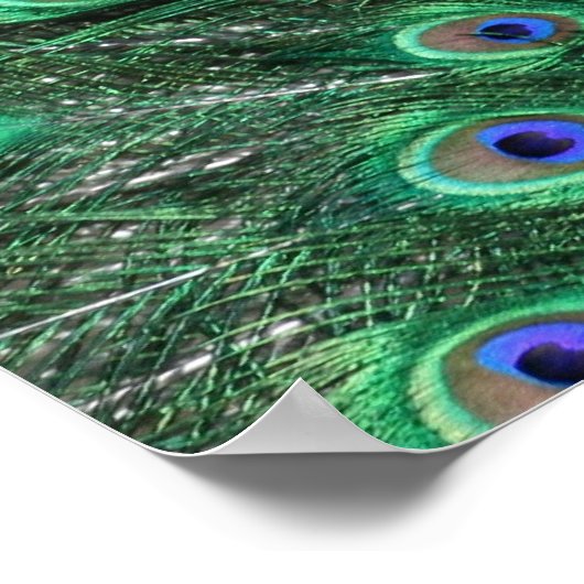 Poster Peacock (Coin)