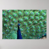 Poster Peacock (Devant)