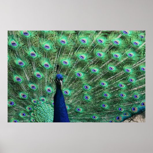 Poster Peacock (Devant)