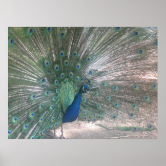 Poster Peacock