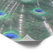 Poster Peacock (Coin)