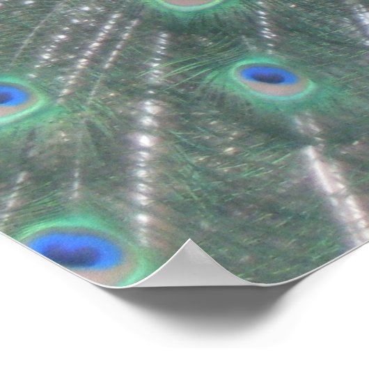 Poster Peacock (Coin)