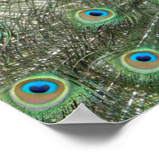 Poster Peacock (Coin)