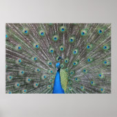 Poster Peacock (Devant)